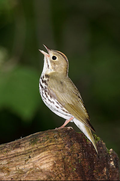 Ovenbird © Russ Chantler